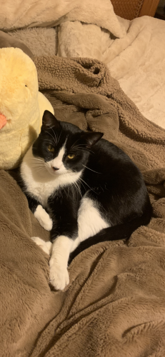 Lost Male Cat last seen Panorama Drive and Abronia drive in Palm Desert California 92260, Palm Desert, CA 92260