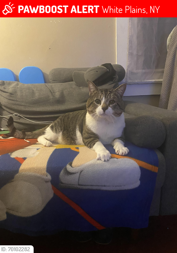 Lost Male Cat last seen Intersection between hall ave and north Kensico ave, White Plains, NY 10604