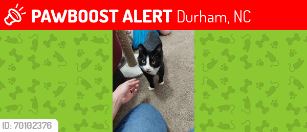 Lost Male Cat last seen The Avenues at RTP apmts, Durham, NC 27703