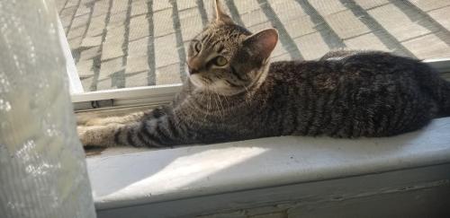 Lost Female Cat last seen Dudly farm, Guilford, CT 06437