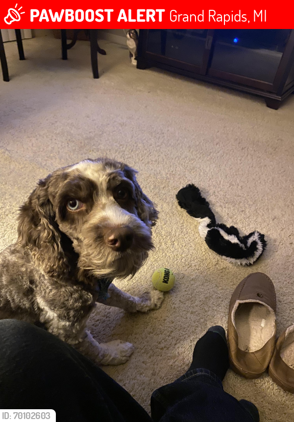 Lost Male Dog last seen 68th and Quincy, cuttlerville, Grand Rapids, MI 49548