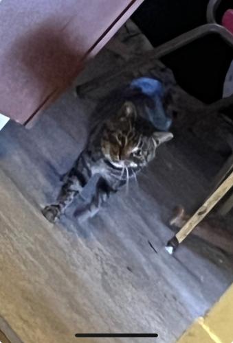Lost Male Cat last seen The Jaffa , Altoona, PA 16601