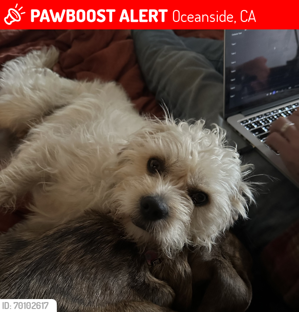 Lost Male Dog last seen Loretta and Zeiss streets, Oceanside, CA 92058