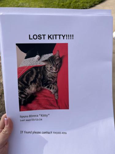 Lost Male Cat last seen Bristol/riverglen lane , Santa Ana, CA 92706