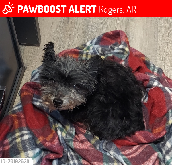 Lost Male Dog last seen 26th st, Rogers, AR 72758