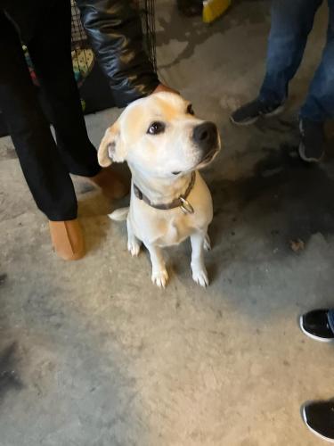Lost Male Dog last seen Riverdale & Stateline , Memphis, TN 38125