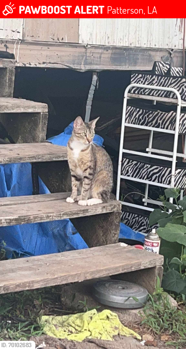 Lost Female Cat last seen Tall timbers st, Patterson, LA 70392