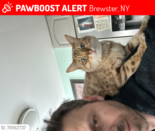 Lost Female Cat last seen North Brewster road, Brewster, NY 10509