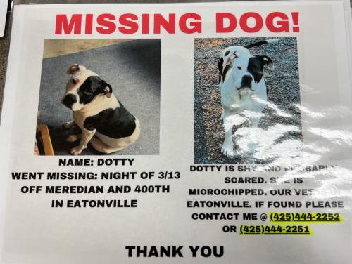 Lost Female Dog last seen Eatonville , Eatonville, WA 98328