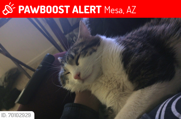 Lost Male Cat last seen Emerald apmts, Mesa, AZ 85202