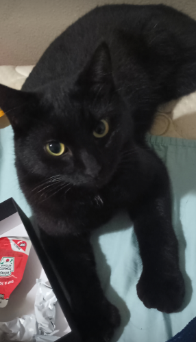 Lost Male Cat last seen Eastern and Floral, East Los Angeles, CA 90022