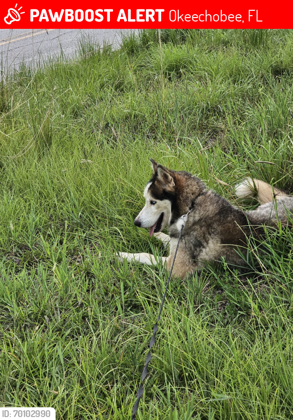 Lost Male Dog last seen Okeechobee del lado del lago , Okeechobee, FL 34974