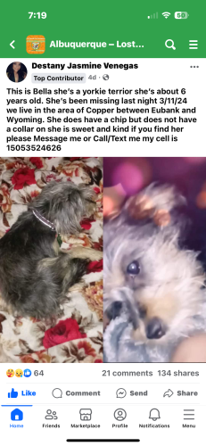 Lost Female Dog last seen (Copper between) Eubank & Wyoming , Albuquerque, NM 87123