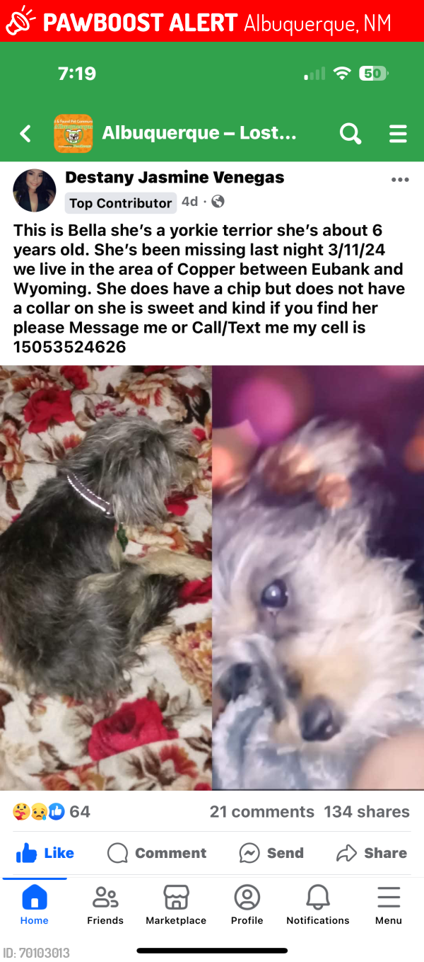 Lost Female Dog last seen (Copper between) Eubank & Wyoming , Albuquerque, NM 87123