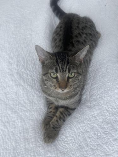 Lost Female Cat last seen Emerson Ave & Vermont. , Palatine, IL 60067
