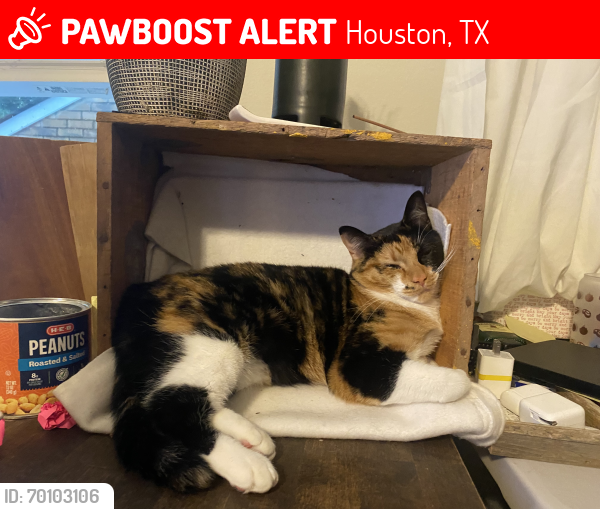 Lost Female Cat last seen Totem Trl , Houston, TX 77064