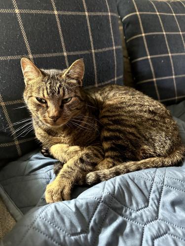 Lost Male Cat last seen Gleneagle neighborhood, Arlington, WA 98223