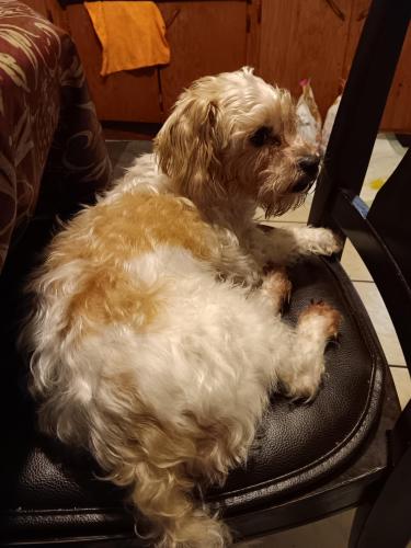 Lost Male Dog last seen Mcvaiker and Diversey chicago Il, Chicago, IL 60639