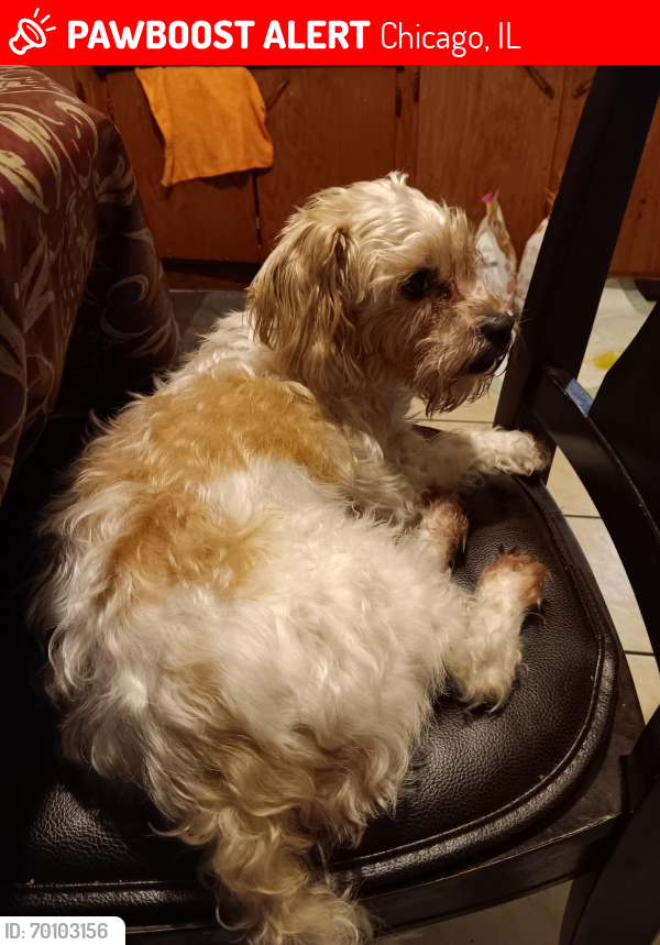 Lost Male Dog last seen Mcvaiker and Diversey chicago Il, Chicago, IL 60639