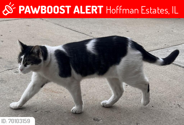 Lost Male Cat last seen Golf  & Roselle, Hoffman Estates, IL 60169