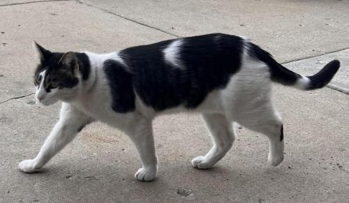 Lost Male Cat last seen Golf  & Roselle, Hoffman Estates, IL 60169