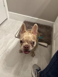 Reunited Female Dog last seen Near, Miami, FL 33187
