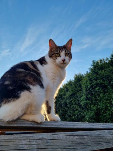 Lost Male Cat last seen Caddies Creek, Milford Drive, Rouse Hill, NSW 2155