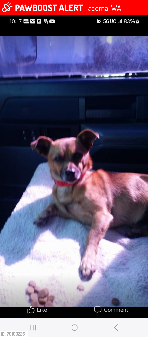 Lost Male Dog last seen East 38th McKinley , Tacoma, WA 98404
