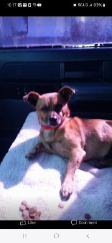 Lost Male Dog last seen East 38th McKinley , Tacoma, WA 98404