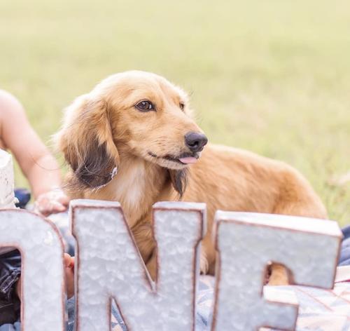 Lost Male Dog last seen FM 3025, Stephenville, TX 76401