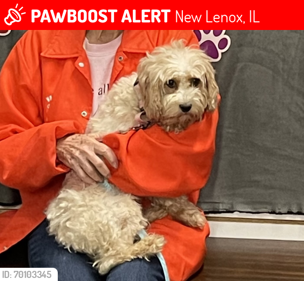 Lost Female Dog last seen 4H fields , New Lenox, IL 60451