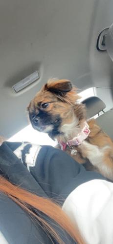 Lost Female Dog last seen Longwood drive and Holly Ct, Chicago, IL 60604