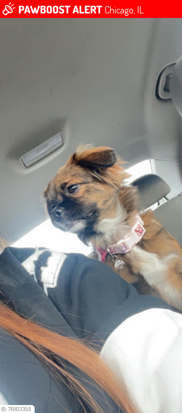 Lost Female Dog last seen Longwood drive and Holly Ct, Chicago, IL 60604