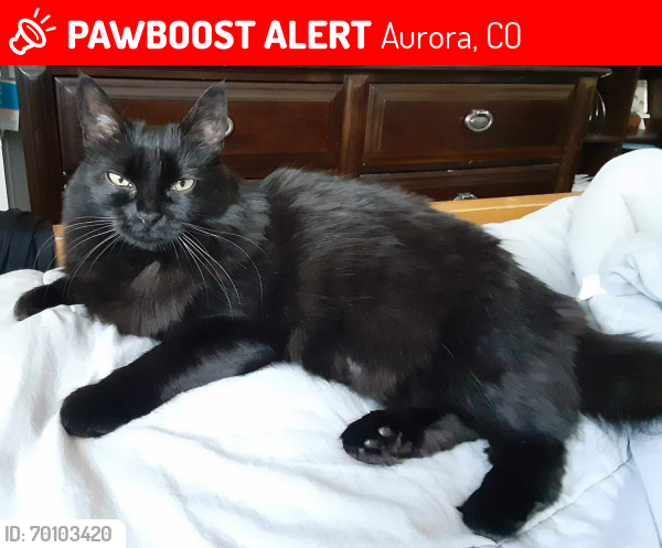 Lost Female Cat last seen Arapahoe and Gartrell, Aurora, CO 80016