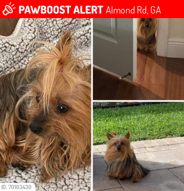 Lost Female Dog last seen Almond Road , Almond Rd, GA 31909