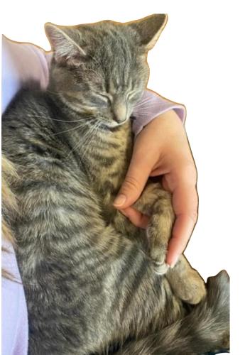 Lost Female Cat last seen Near Hennessy and Evening St. , Worthington, OH 43085