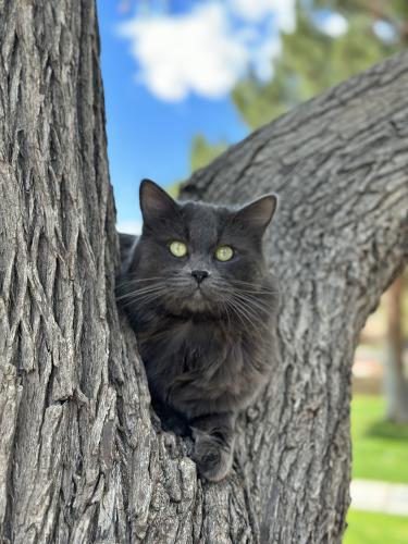 Lost Male Cat last seen Lakeshore and Guadalupe , Tempe, AZ 85283