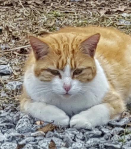 Lost Male Cat last seen Sylar Rd  and Georgetown Rd., Ooltewah, TN 37363