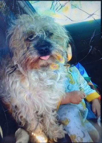 Lost Female Dog last seen Am pm gas station , San Diego, CA 92154
