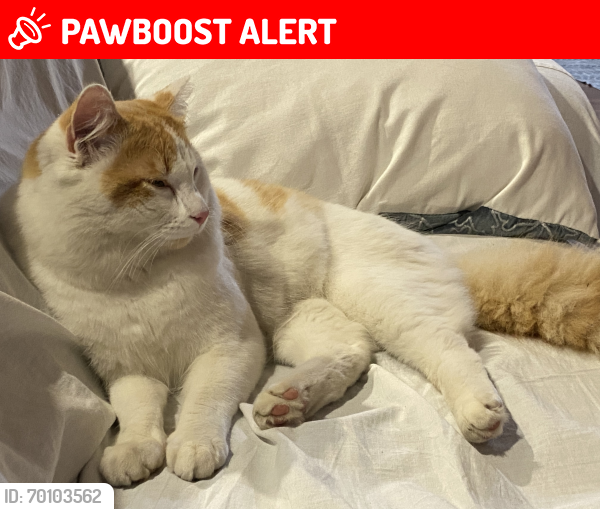 Lost Female Cat last seen Near Mascar Street Upper Mount Gravatt, Upper Mount Gravatt, QLD 4122
