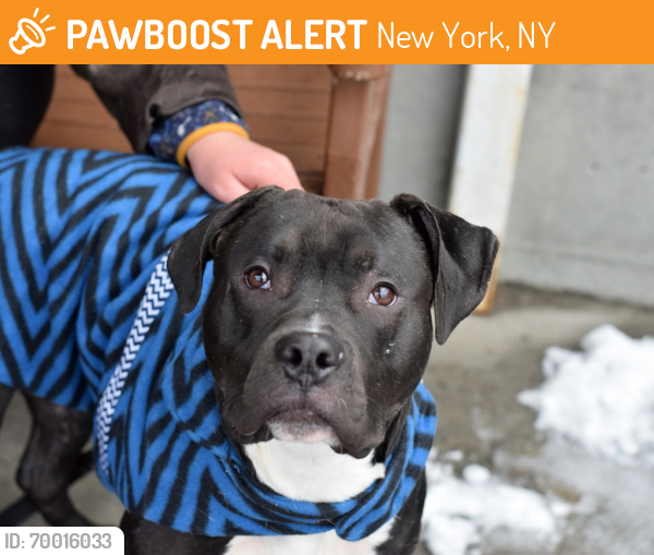 Shelter Stray Male Dog last seen 7th Avenue, BROOKLYN, NY, 11232, New York, NY 11208