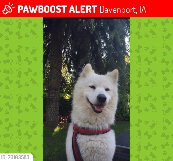 Lost Male Dog last seen Davenport, Davenport, IA 52807