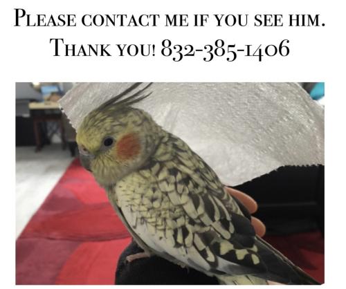 Lost Female Bird last seen Near & 22nd, San leon Tx 77539 , Texas City, TX 77539