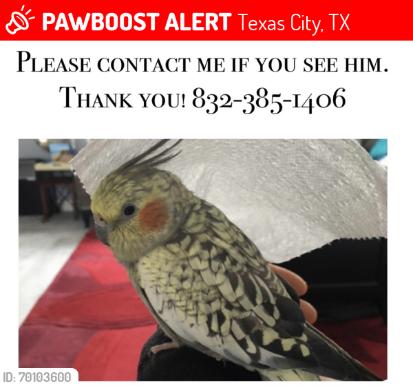 Lost Female Bird last seen Near & 22nd, San leon Tx 77539 , Texas City, TX 77539