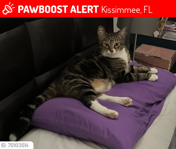 Lost Male Cat last seen Hidden Springs Cir, Kissimmee, FL 34743