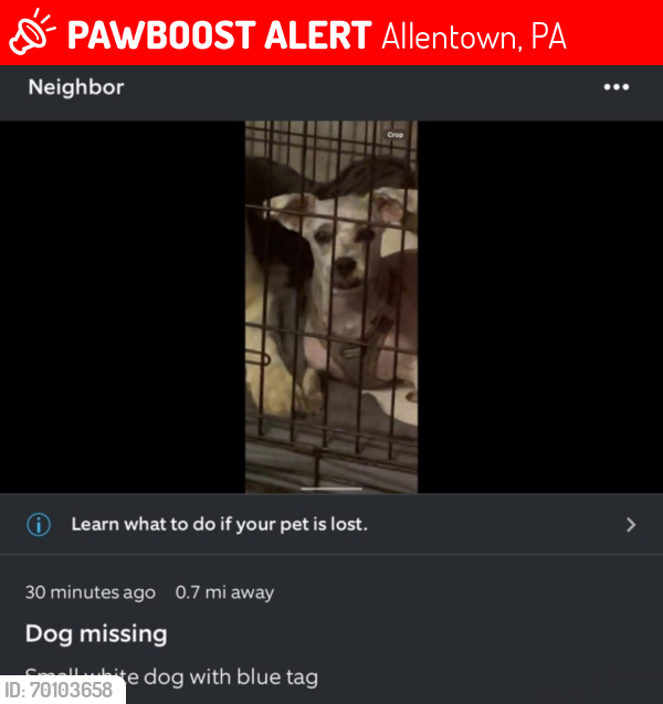 Lost Male Dog last seen Union street , Allentown, PA 18109