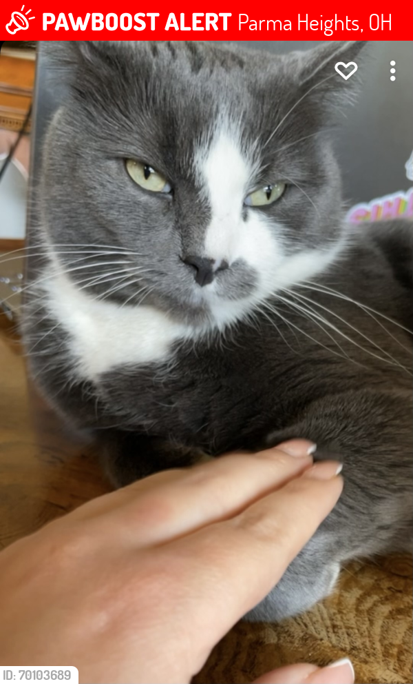 Lost Male Cat last seen Pearl rd , Parma Heights, OH 44130