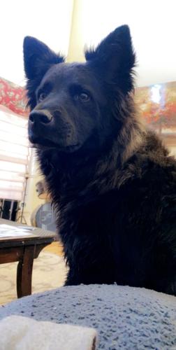 Lost Female Dog last seen Trout Lily, Tranquility Dr., Ooltewah, TN 37363