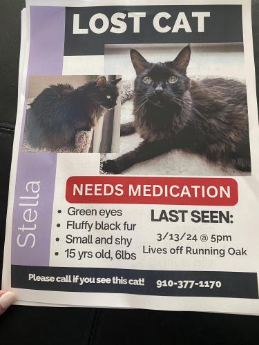 Lost Female Cat last seen Near Running Oak Dr, Bluffton, SC 29910