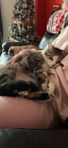 Lost Female Cat last seen Woodlawn rd/ Victoria road, Guelph, ON 
